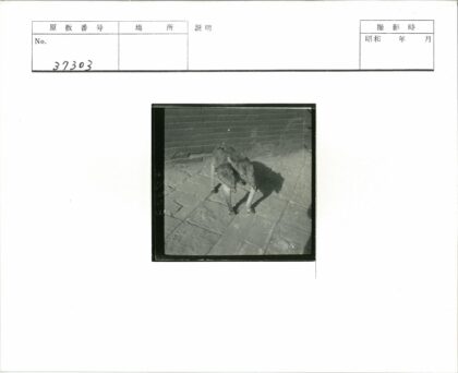 双头小牛与砖墙石板地.jpg