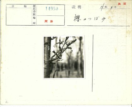 发芽树枝特写模糊树木背景.jpg