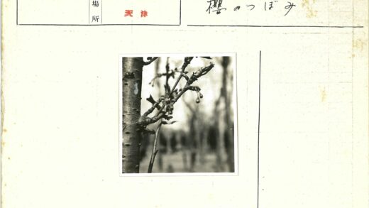 发芽树枝特写模糊树木背景.jpg