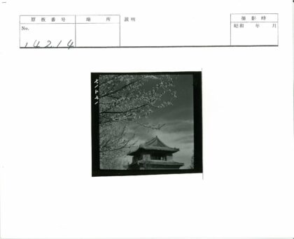 古塔春枝映蓝天.jpg