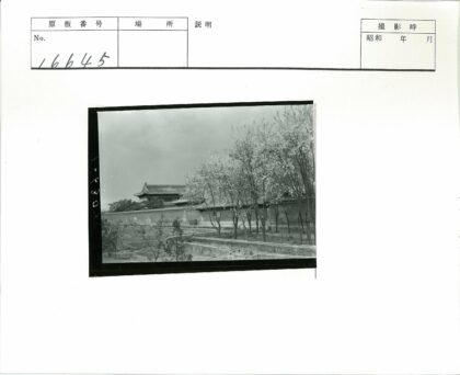 古建前春树石墙景.jpg