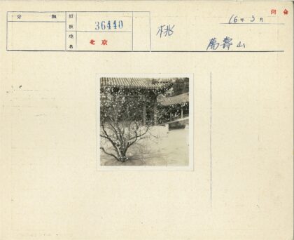 古建前盛开的树与桥.jpg