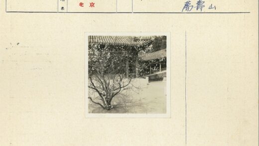 古建前盛开的树与桥.jpg