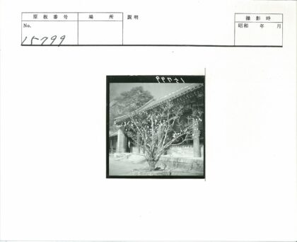 古建前盛开花树晴空.jpg