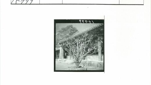 古建前盛开花树晴空.jpg