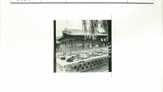 古建木楼与莲池柳影.jpg
