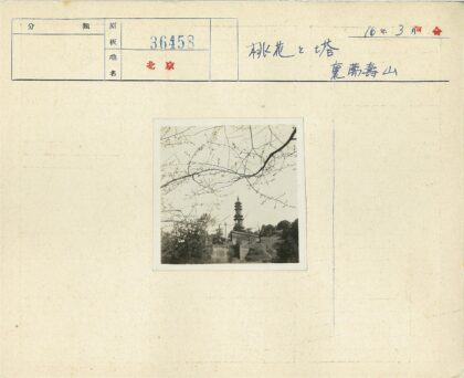 古建筑高塔与春枝景观.jpg