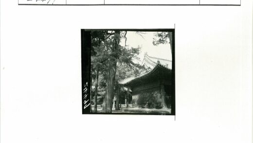古建绿树环绕屋顶瓦片景观.jpg