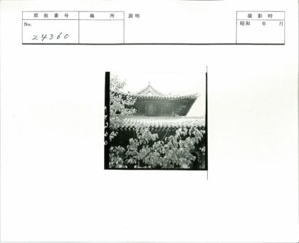 古建隐现林间黑白照.jpg
