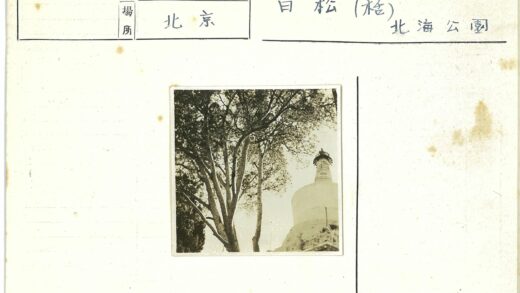 古树与圆塔建筑.jpg