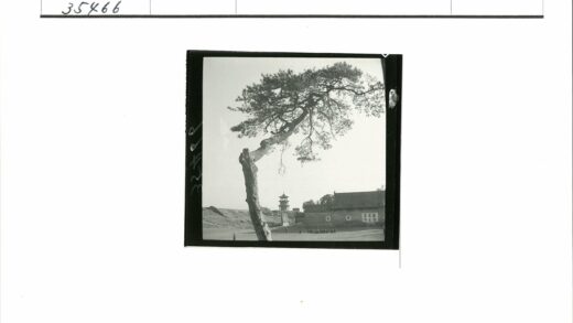 古树宝塔人群草地景.jpg