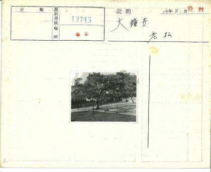 古树庭院石径影深.jpg