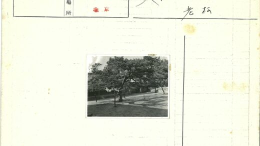 古树庭院石径影深.jpg