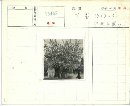 古树石径晴空行.jpg