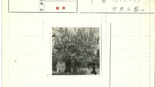 古树石径晴空行.jpg