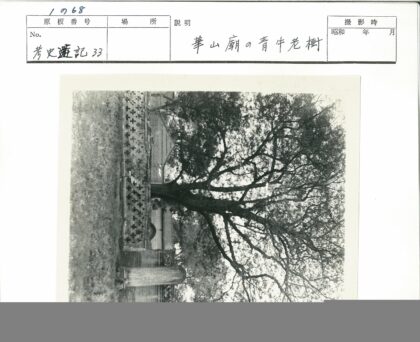 古树砖墙与石柱景观.jpg