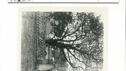 古树砖墙与石柱景观.jpg