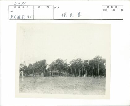 古树草地森林景观.jpg