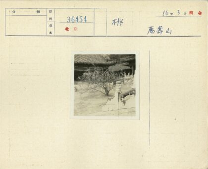 古院花树传统建筑风光.jpg