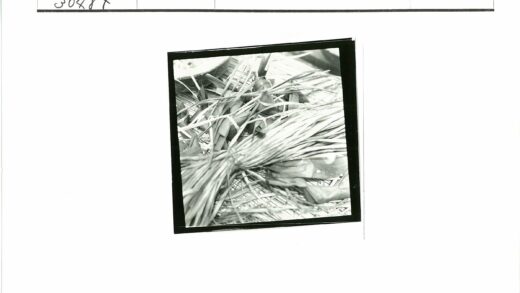叶子与茎编织特写.jpg