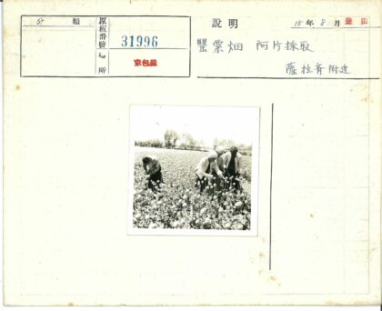 四人树林劳作工作照.jpg