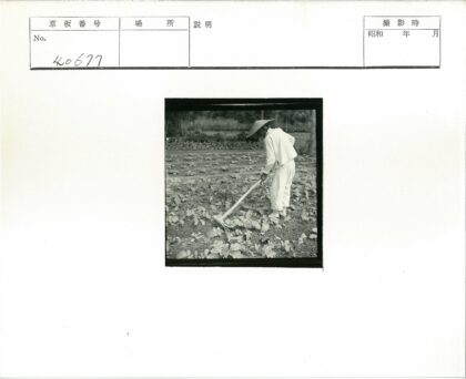 园艺工人照料菜园植物.jpg