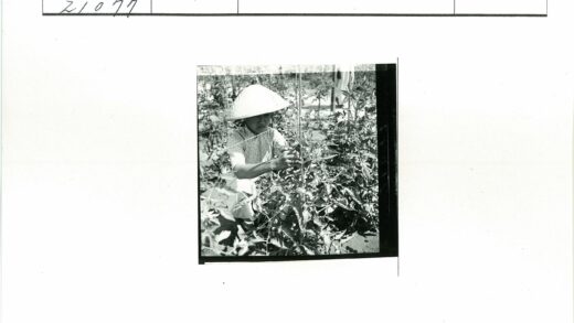园艺师照料室外花园植物.jpg