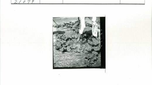 园艺师照料花园植物工作照.jpg
