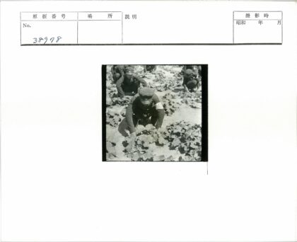 园艺师照料花园阔叶植物.jpg