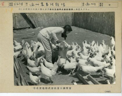 围栏喂白鸡场景.jpg