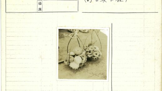 地上装满向日葵头的篮子.jpg