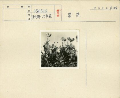 复古花卉与晴空黑白摄影.jpg