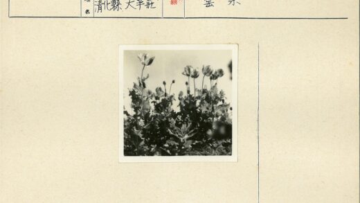 复古花卉与晴空黑白摄影.jpg