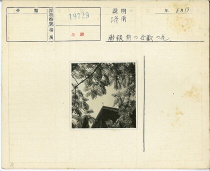 复叶树枝与屋顶建筑剪影.jpg