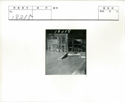 夏日泳池跳水与潜水瞬间.jpg