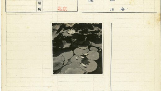 夏日荷塘盛开水滴荷叶.jpg