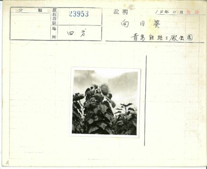 多云下田野向日葵特写.jpg