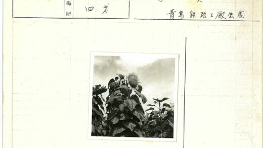 多云下田野向日葵特写.jpg