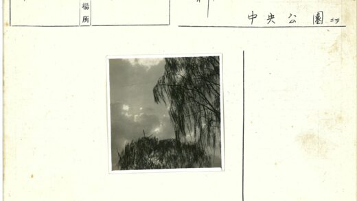 多云天空下树木剪影.jpg