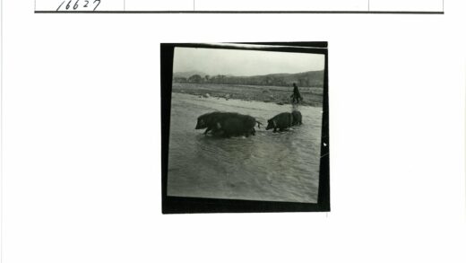多云天空下猪群过溪行人远山树.jpg