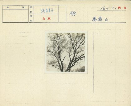 多云天空下的枯树剪影.jpg