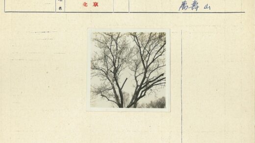 多云天空下的枯树剪影.jpg