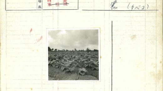 多云天空下的烟草田与远树.jpg