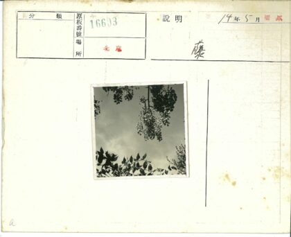 多云天空下的花簇与树叶.jpg