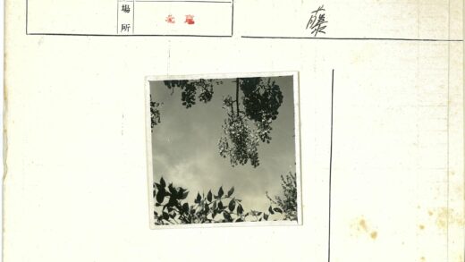多云天空下的花簇与树叶.jpg