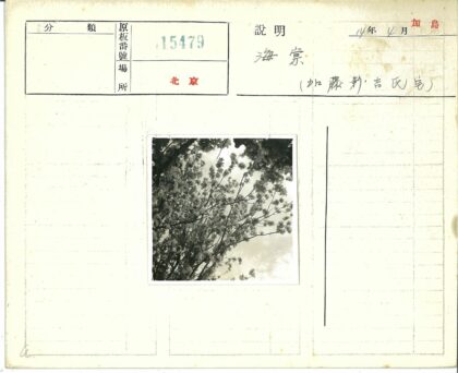 多云天空下盛开的花枝.jpg