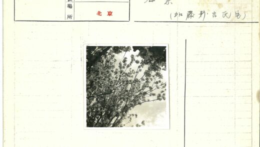 多云天空下盛开的花枝.jpg