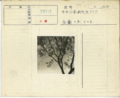多云天空树枝剪影.jpg