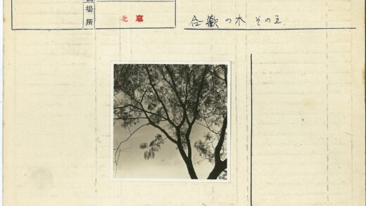 多云天空树枝剪影.jpg