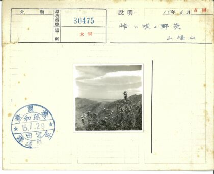 多云山景花灌木.jpg